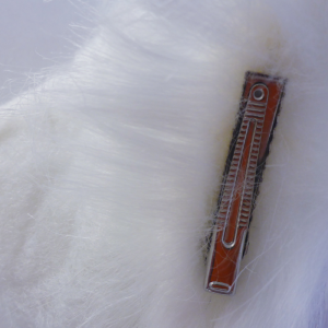 Orejas de gato - Imagen 3